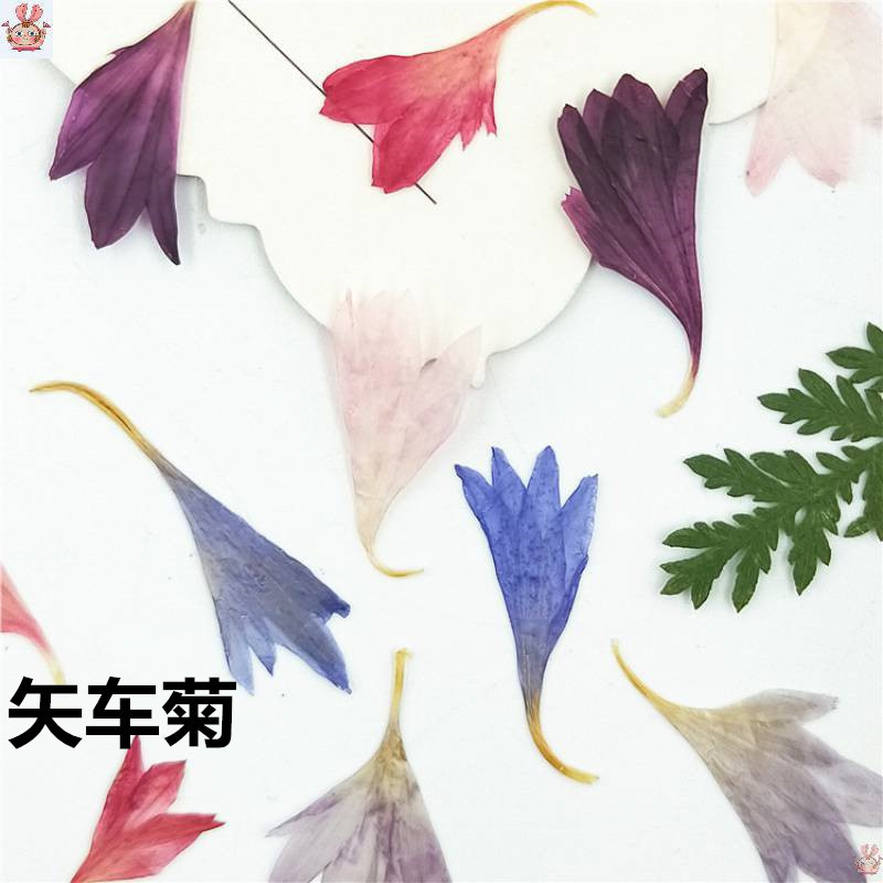 Nail Art Natural - 20 Plant Specimens, Cornflower Petals, Natural