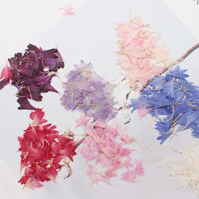 20 Plant Specimens, Cornflower - огляд і ціна Nail Art Natural